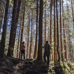 Forest thinning efforts