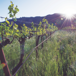 Frey Vineyards in Northern California