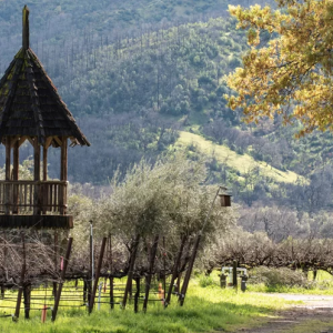 Frey Vineyards in Northern California