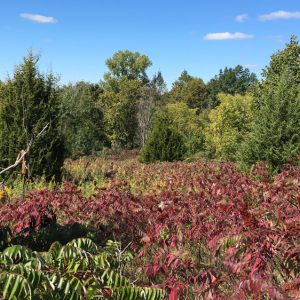 Upper grassland habitat with sumac (native species) is aggressively taking over the grassland and would be thinned during the restoration project. 
