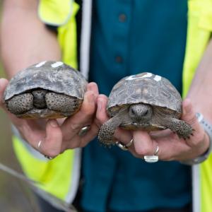 A person wearing a hi-vis vest holding 2 tortoises 