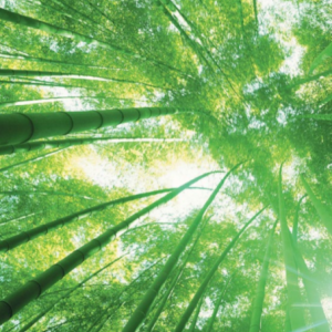 Looking up at the canopy of bamboo type foliage