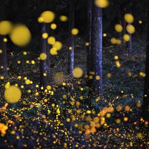 Hundreds of small yellow lights in a nighttime wooded setting.