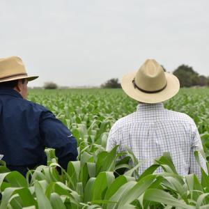 Two people in a cornfield