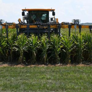 Tractor in a cornfield