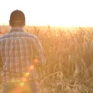 Person standing by cornfield at sunset