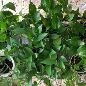 House plants raised by Geoffrey Brown.