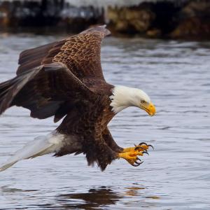 Photo of an eagle grabbing something in the water