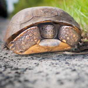 Photo of a turtle in its shell on a grassy area