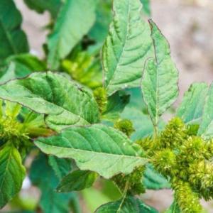 close up of large weed