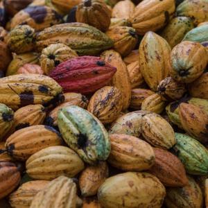 A pile of yellow, red and green cocoa pods. 