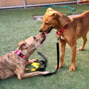 two dogs playing together