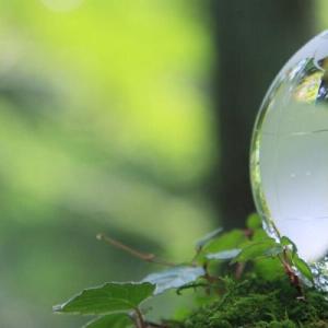 Glass globe on top of leaves 