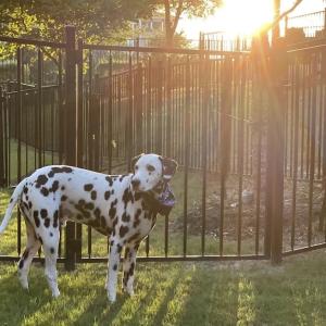 Dalmation, Zeppelin, shown in front of a fence.