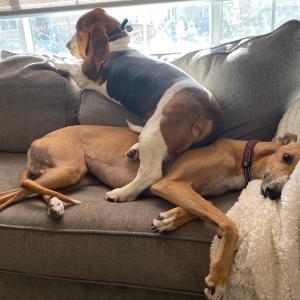 Heather's two dogs on the couch.
