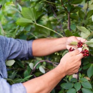 Tim Clemens picking berries.