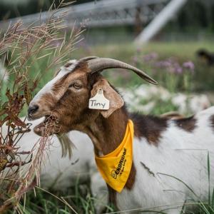 A goat with a yellow bandana munching on tall grass. "Tiny" on its ear tag.