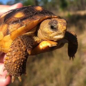Gopher Tortoise