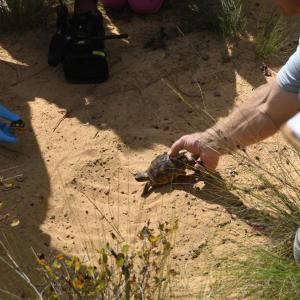 Gopher Tortoise being picked up 