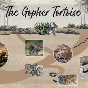 Illustration showing how gopher tortoise burrows provide shelter to other animals