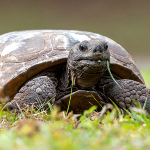 Gopher Tortoise