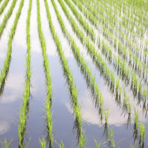 flooded rice field
