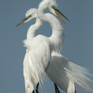 Great Egrets
