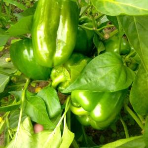 With the help of local pollinators, farmers in Zimbabwe are able to harvest vegetables like green bell peppers. 