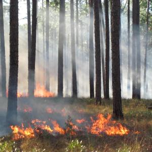 controlled burn in forest