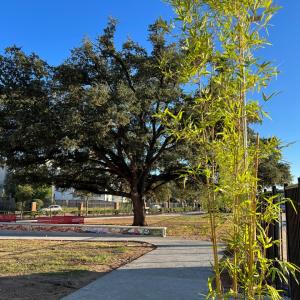 Bamboo plant next to path and in front of large tree