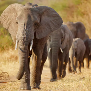 six elephants walking in a line