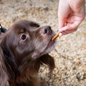 A brown dog is fed invasive carp treats by a person