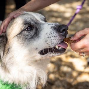 A white dog with brown spots is fed invasive carp treats by a person