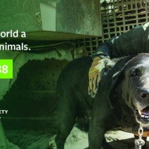 "Help make the world a kinder place for animals" with image of person holding a dog