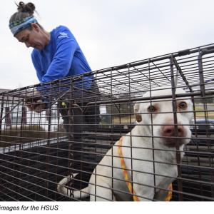 person helping dog in a crate