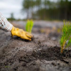hand planting pine tree seedling