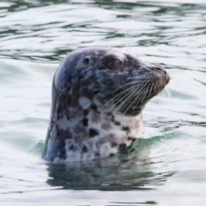 Harbor seal popping their head above the water