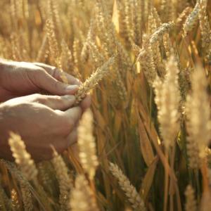 hands holding wheat