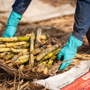 Hands holding basket of sugarcane