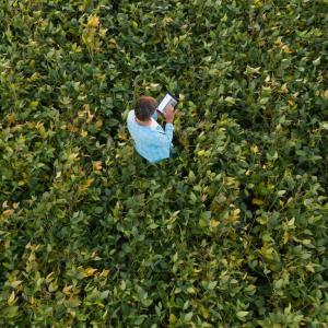 Soybean farmer on a tablet walking through a soybean field