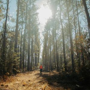 person walking in the woods