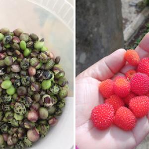 Montage of harvest of fruits and vegetables.