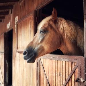 horse in a stall