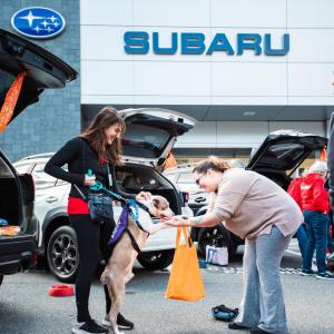 A person holding the paws of a dog who is stood on its back legs 
