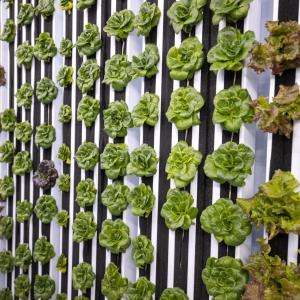 Heads of lettuce growing in rows inside hydroponic farm.
