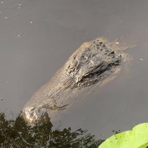 alligator's head rising from the water