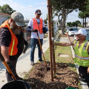 In collaboration with TreePeople, AEG employees gathered at Huntington Park for a morning of urban forestry.