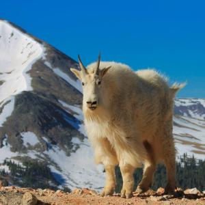 Mountain goat standing in front of a snowy mountain