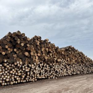 photo of log piles