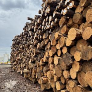 photo of log piles